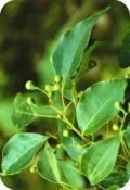 Huile essentielle de ravintsara feuilles bio 10ml